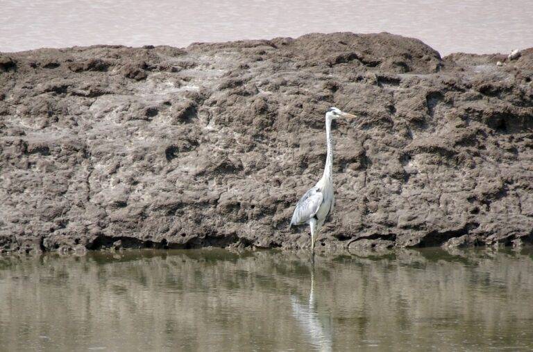 Exploring Election Campaign Messaging Strategies